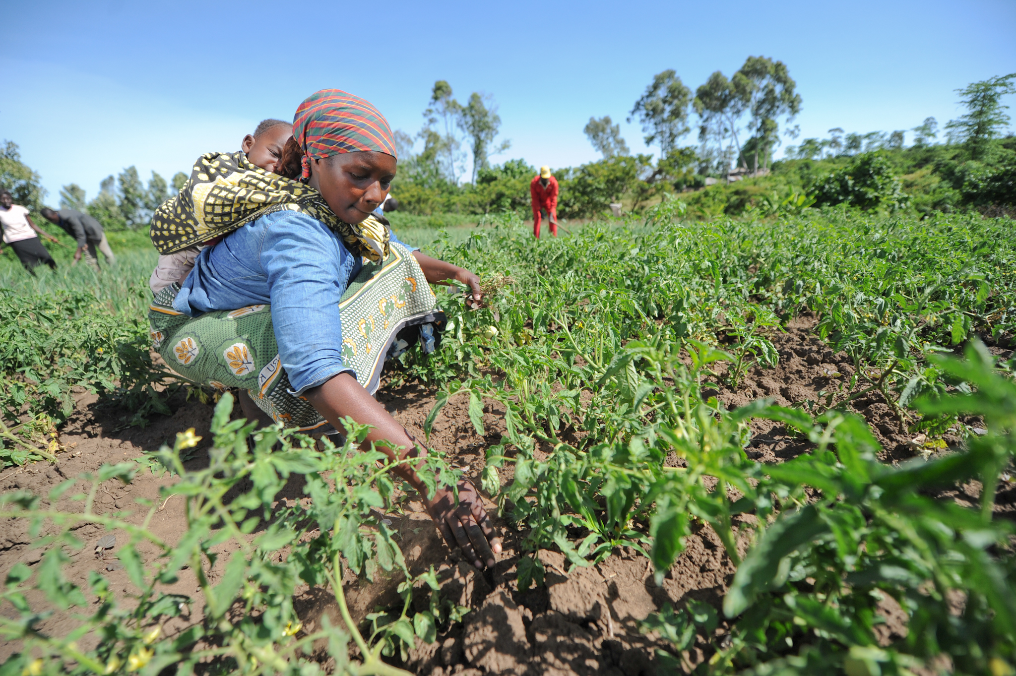 Dialogues on How to Make Africa Grow - Agriculture